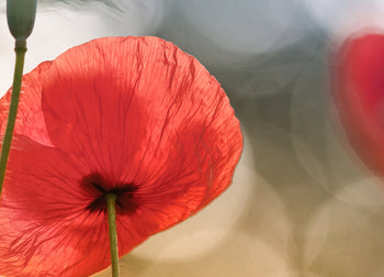 Canvastavla - Poppy Love