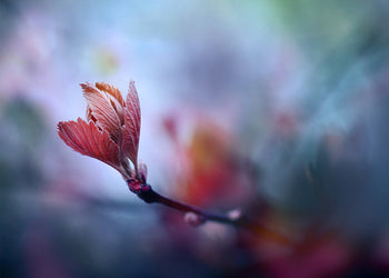 Tavla - Prunus