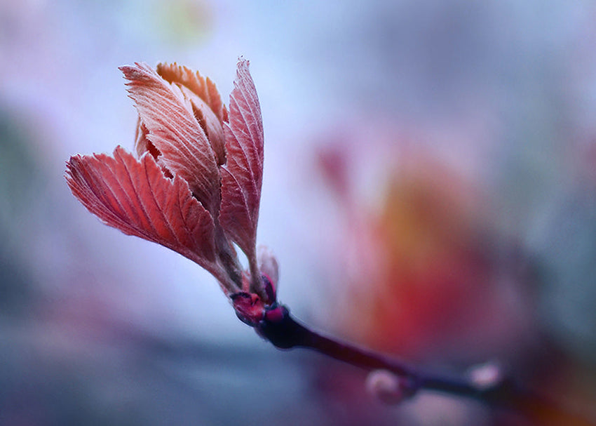 Tavla - Prunus