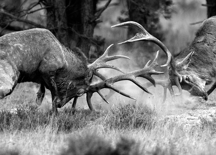 Canvastavla - Confrontation