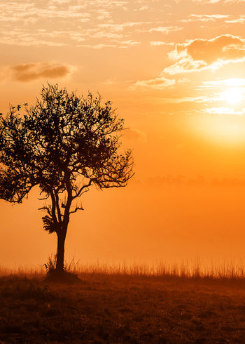 Canvastavla - Savannah Tree