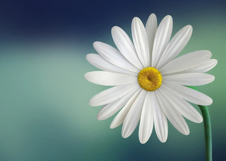 Canvastavla - White flowers