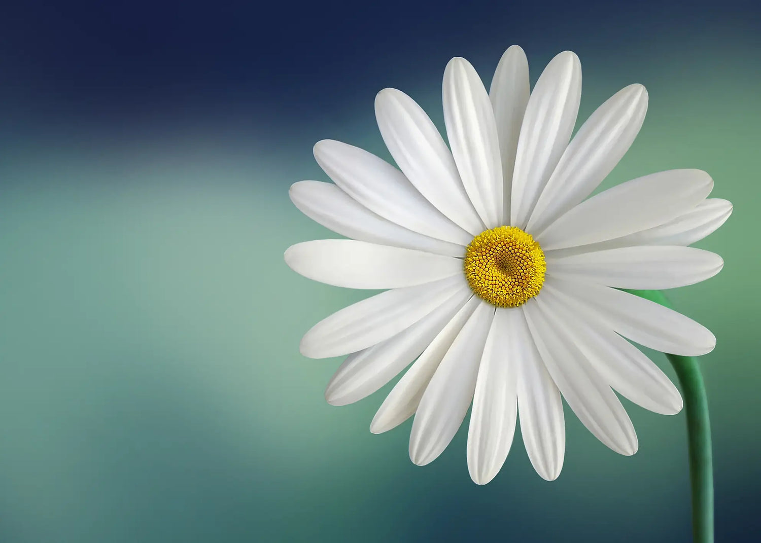 Ljuddämpande tavla - Vita Blommor - Tavlor på blommor