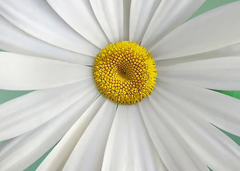 Canvastavla - White flowers