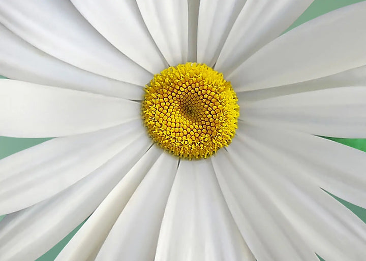 Ljuddämpande tavla - Vita Blommor - Tavlor på blommor