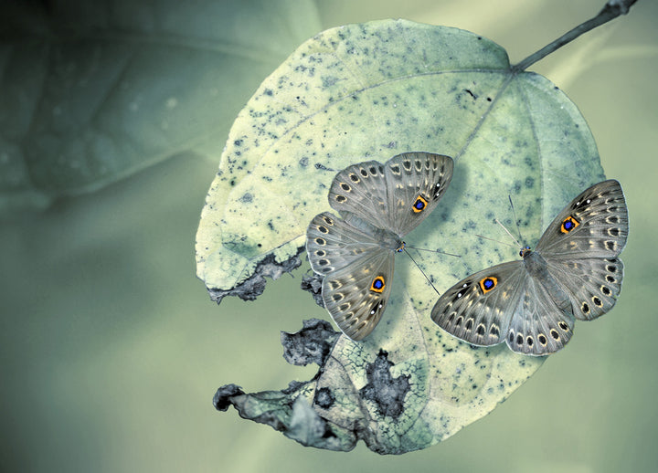 Canvastavla - Butterfly dinner