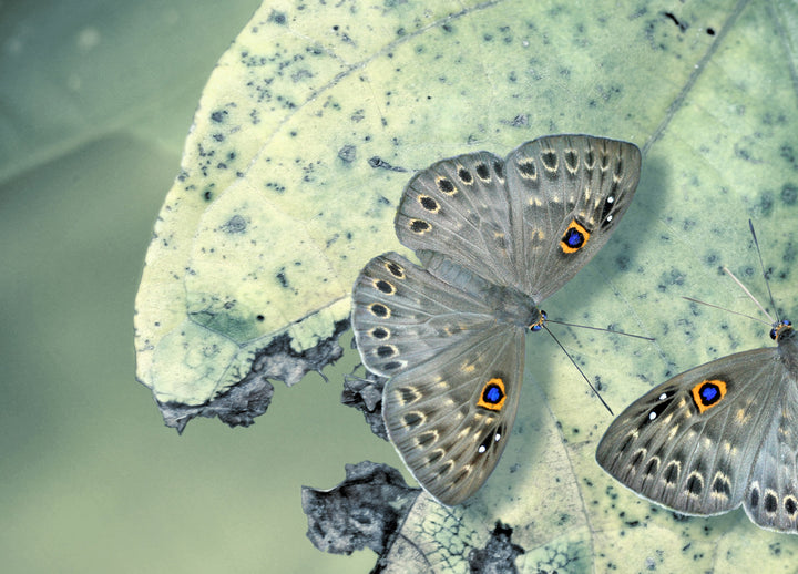 Canvastavla - Butterfly dinner