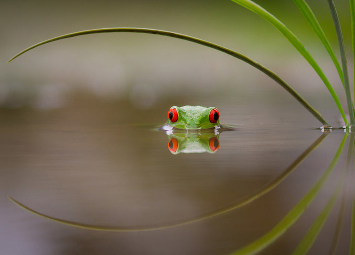 Canvastavla - Kermit