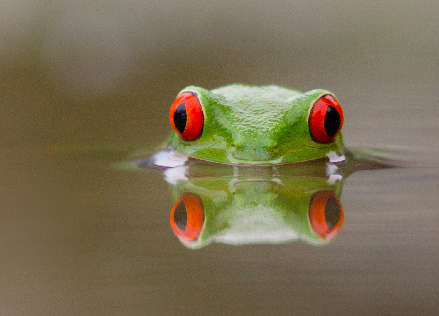 Canvastavla - Kermit