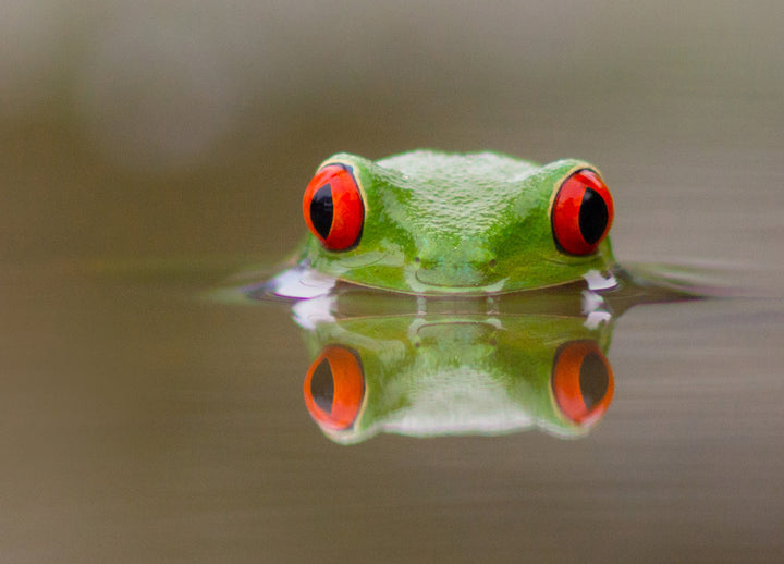 Canvastavla - Kermit
