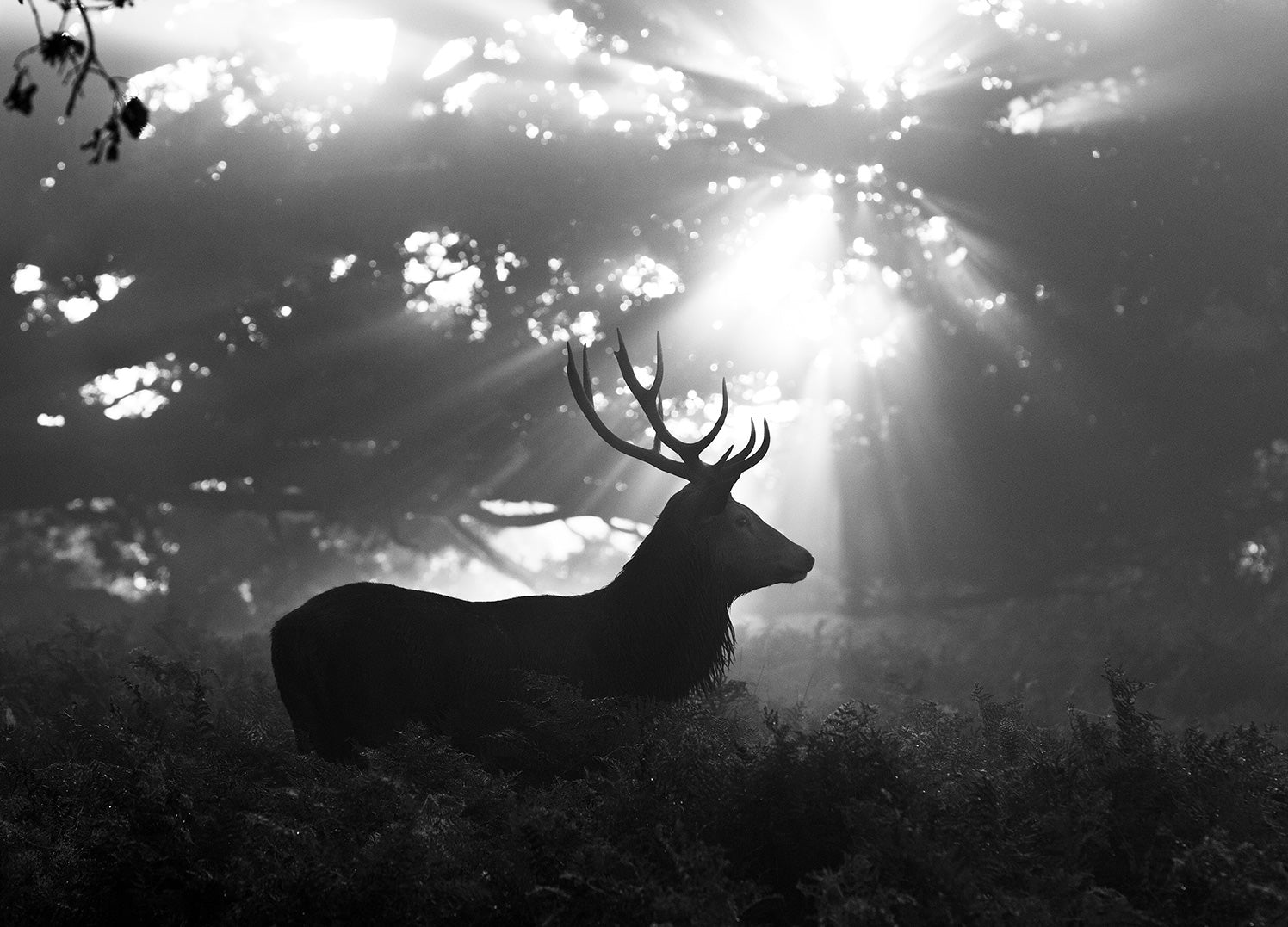 Canvastavla - Deer Silhouette