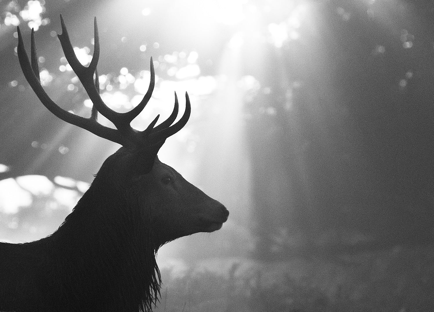 Canvastavla - Deer Silhouette