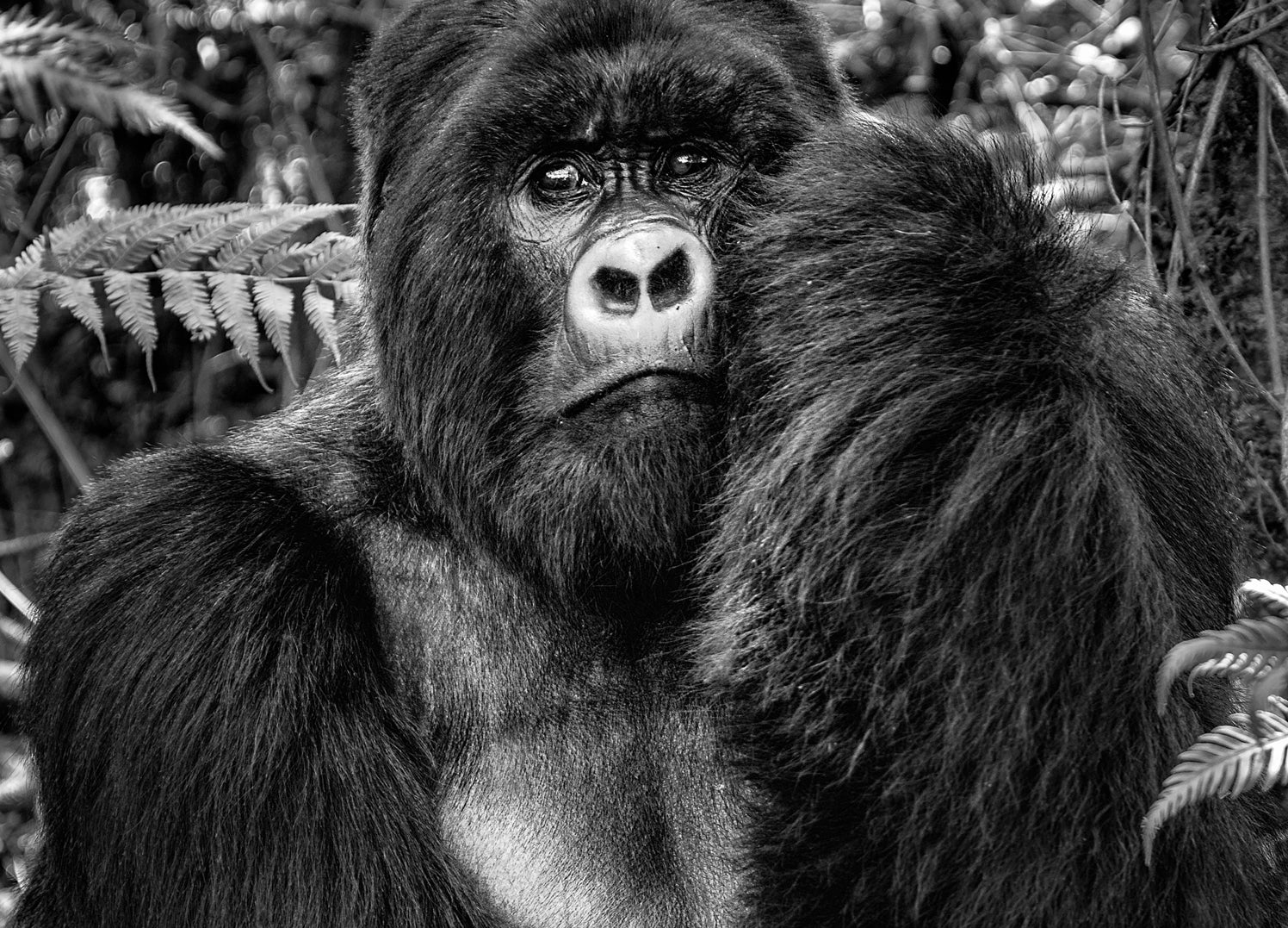Canvastavla - Gorilla