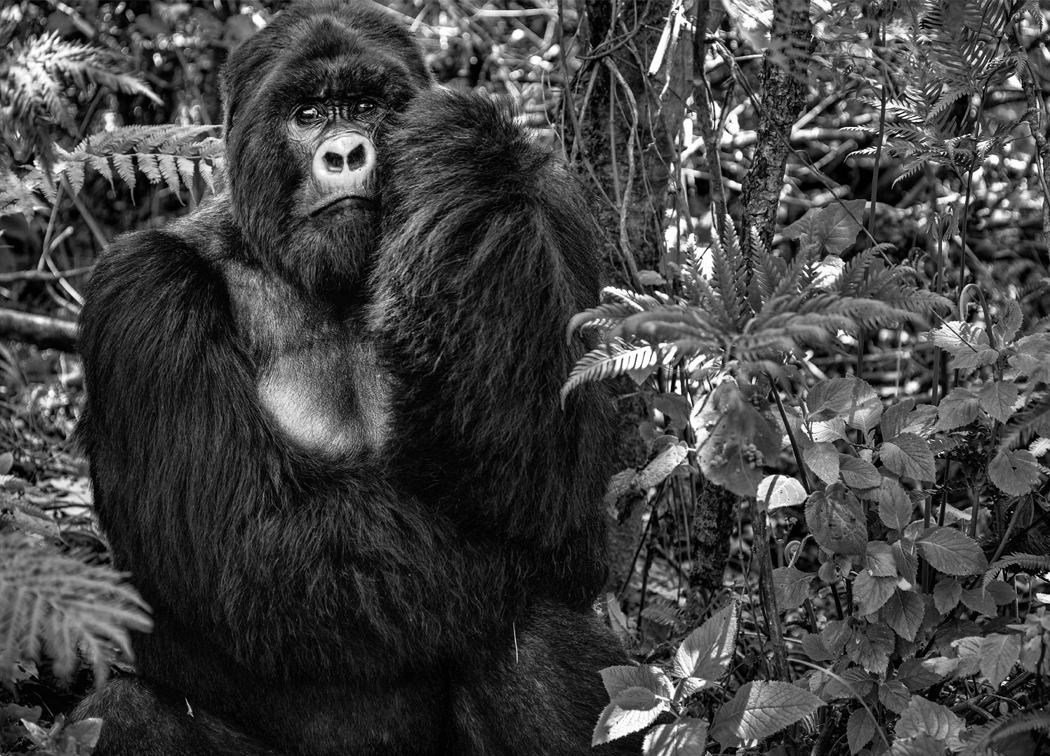 Canvastavla - Gorilla