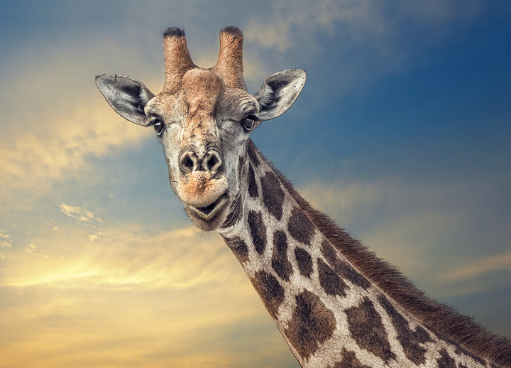 Canvastavla - Giraffe