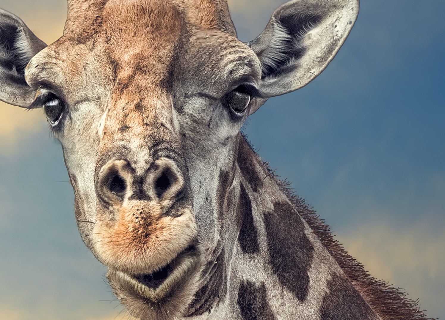Canvastavla - Giraffe