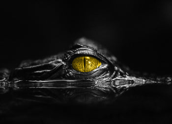 Canvastavla - Crocodile