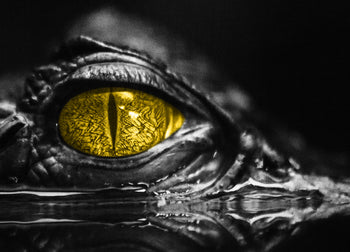 Canvastavla - Crocodile