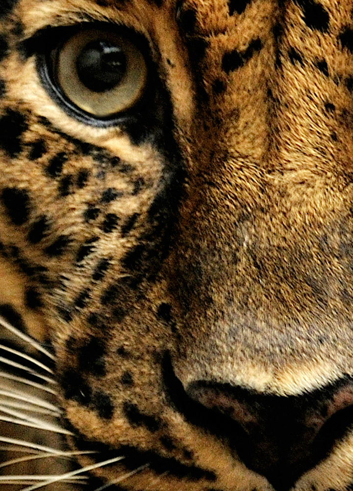 Canvastavla - Predator