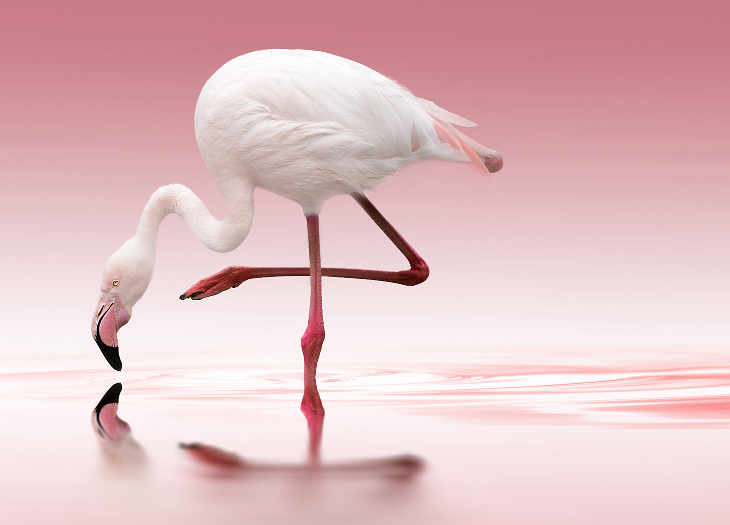 Canvastavla - Rosa Flamingo