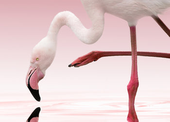 Canvastavla - Rosa Flamingo