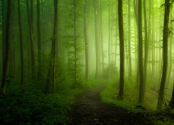Canvastavla - Green Forest