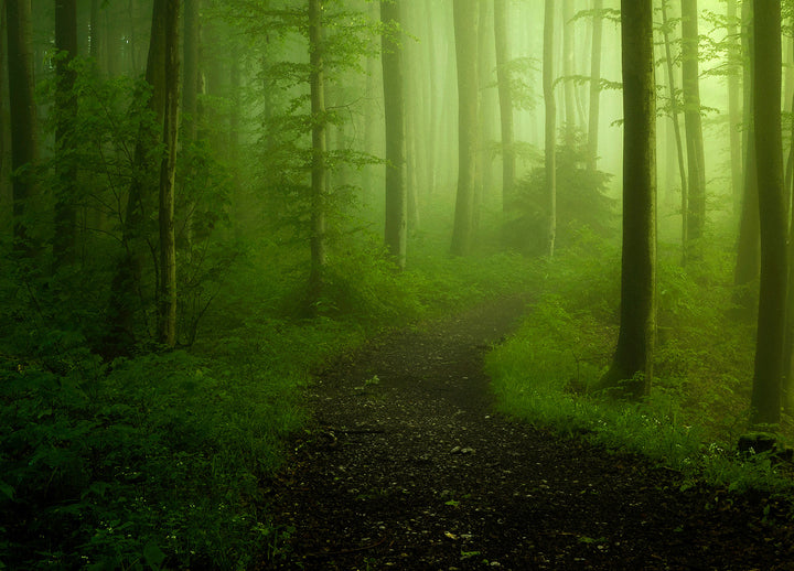 Canvastavla - Green Forest