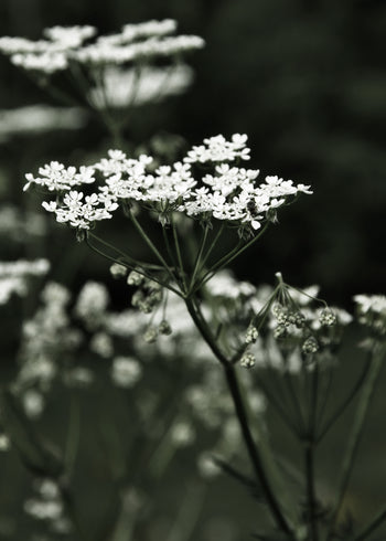 Canvastavla - Spring Fern