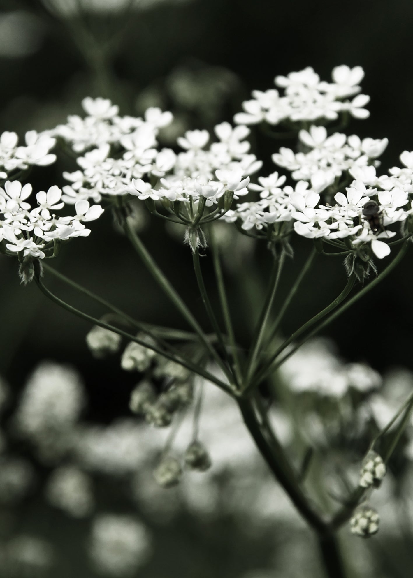 Canvastavla - Spring Fern