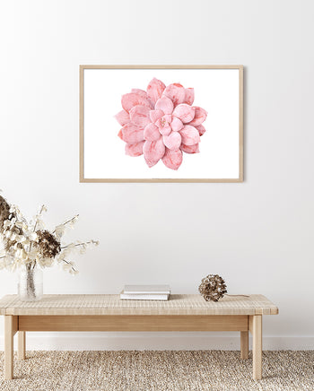 Poster - Sempervivum Calcareum