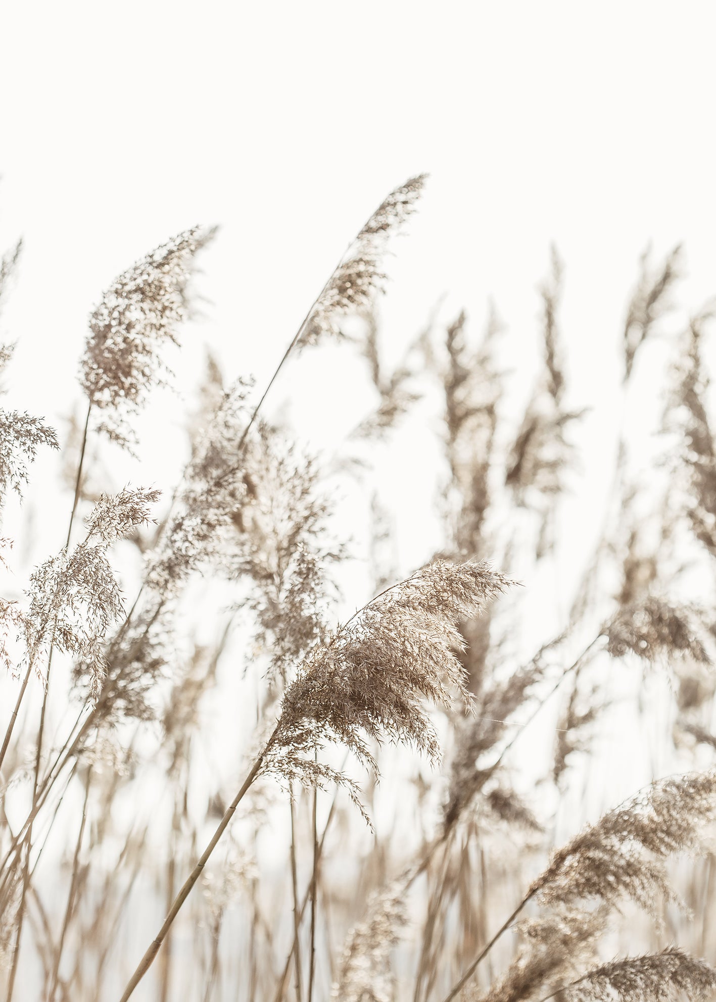 Canvastavla - Reed Stalks