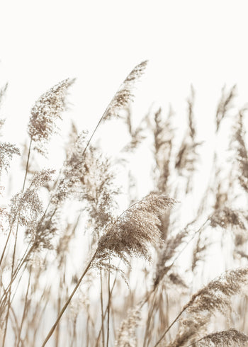 Canvastavla - Reed Stalks