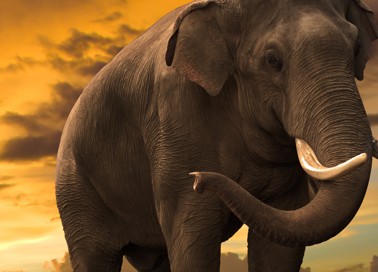 Canvastavla - Elefant