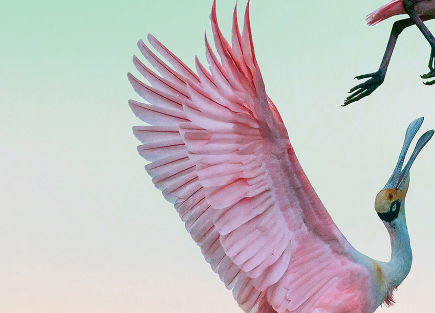 Canvastavla - Roseate Spoonbills Den