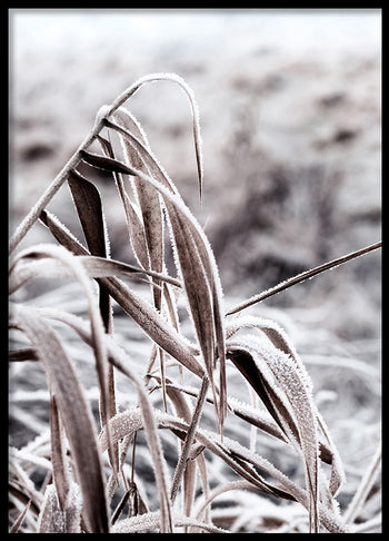 Poster - Cold Nature