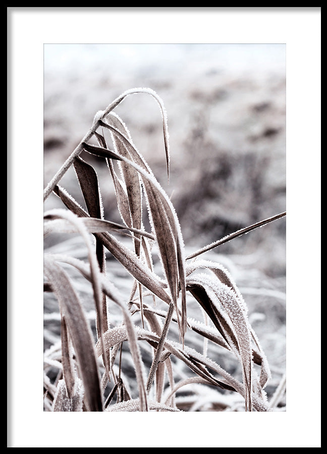 Poster - Cold Nature