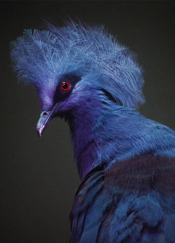 Canvastavla - Polly