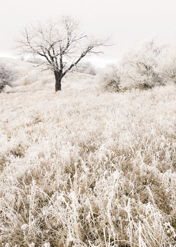 Canvastavla - Lonely tree on a field