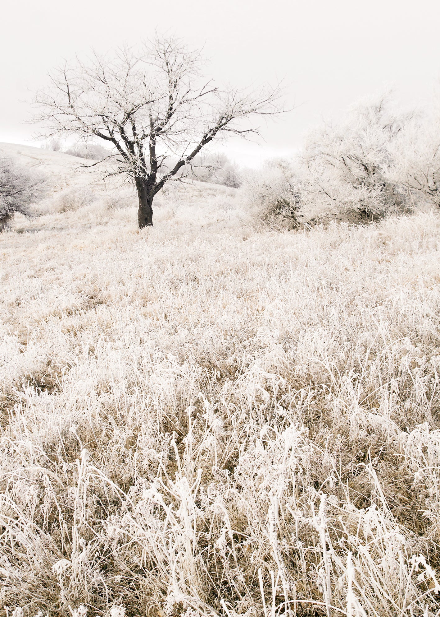 Canvastavla - Lonely tree on a field