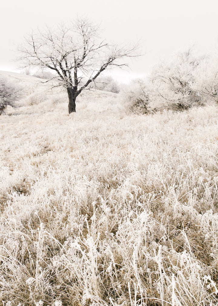 Canvastavla - Lonely tree on a field