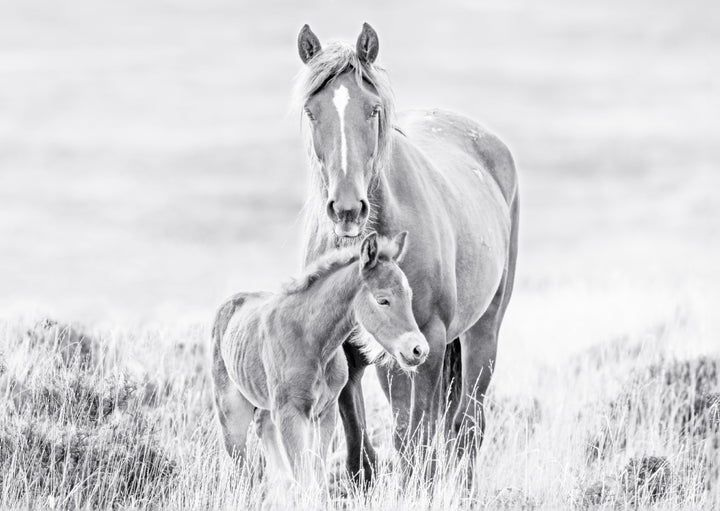 Juliste - Father & Sun