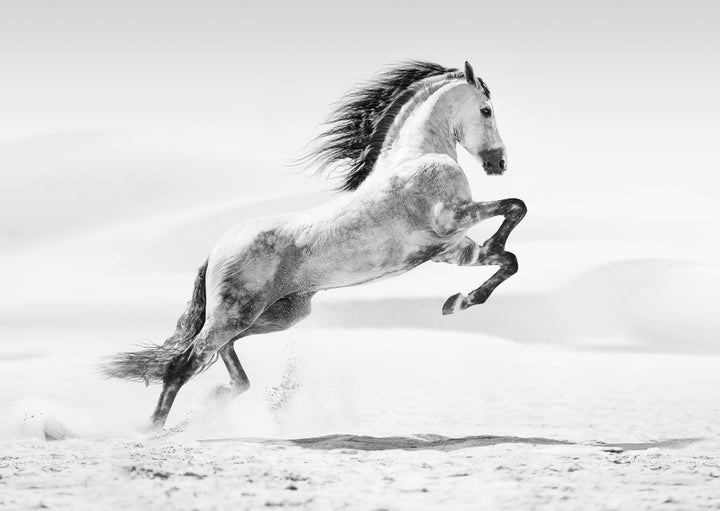 Juliste - Galopp