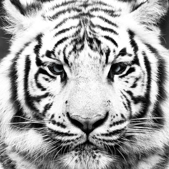 Canvastavla - Tiger