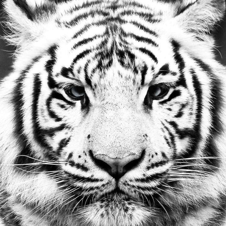 Ljuddämpande tavla - Tiger
