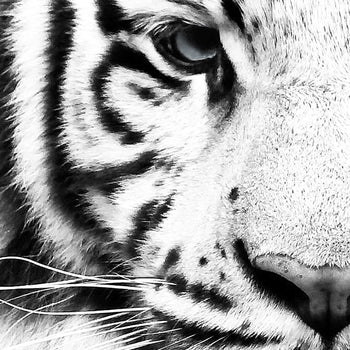 Ljuddämpande tavla - Tiger