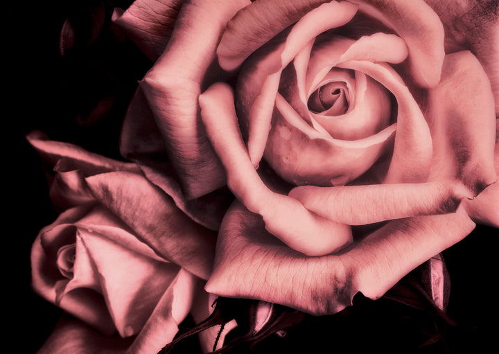 Juliste - Fragrance
