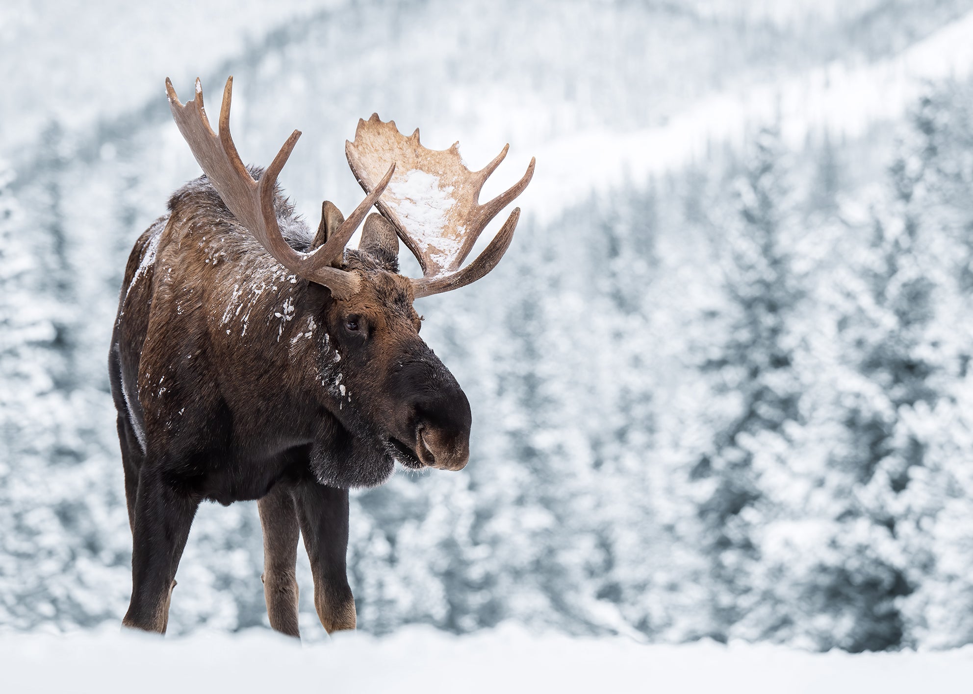 Canvastavla - Moose in Snow